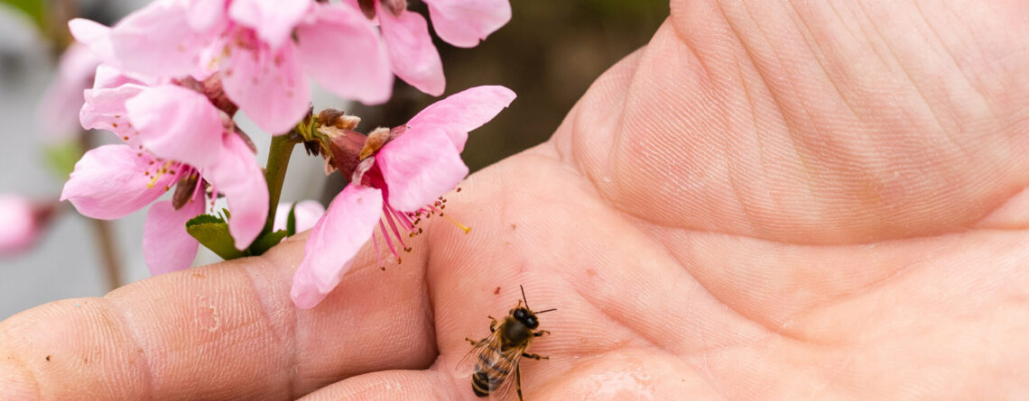 Eine Hand hält eine Biene neben pinken Blütenzweigen, die in voller Blüte stehen.